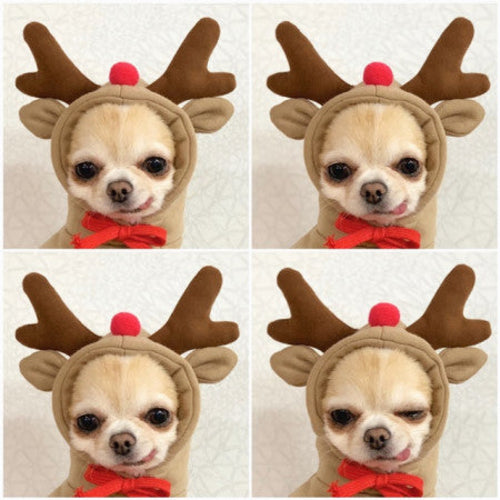 Cute Fruit Dog Clothes For Small Dogs Hoodies Winter Warm Fleece Pet