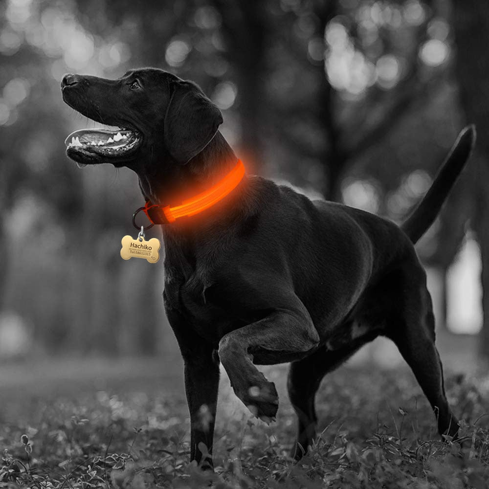 2-Piece LED Dog Collar Set – Adjustable Nylon, Night Safety