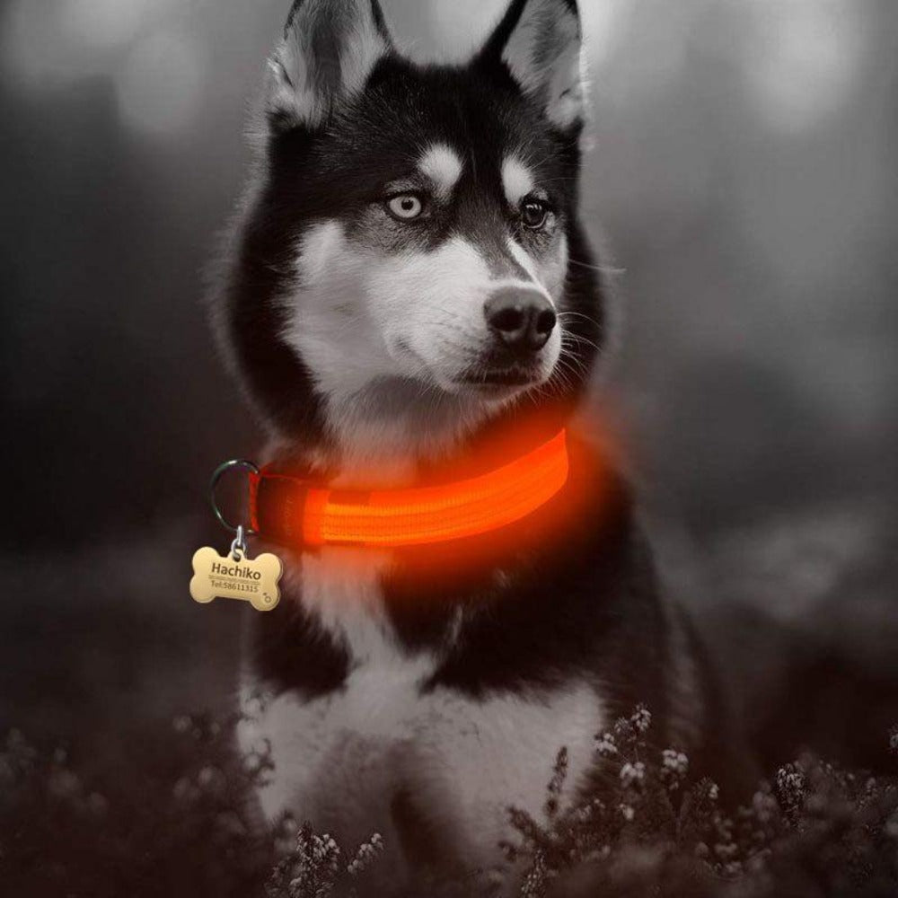 2-Piece LED Dog Collar Set – Adjustable Nylon, Night Safety